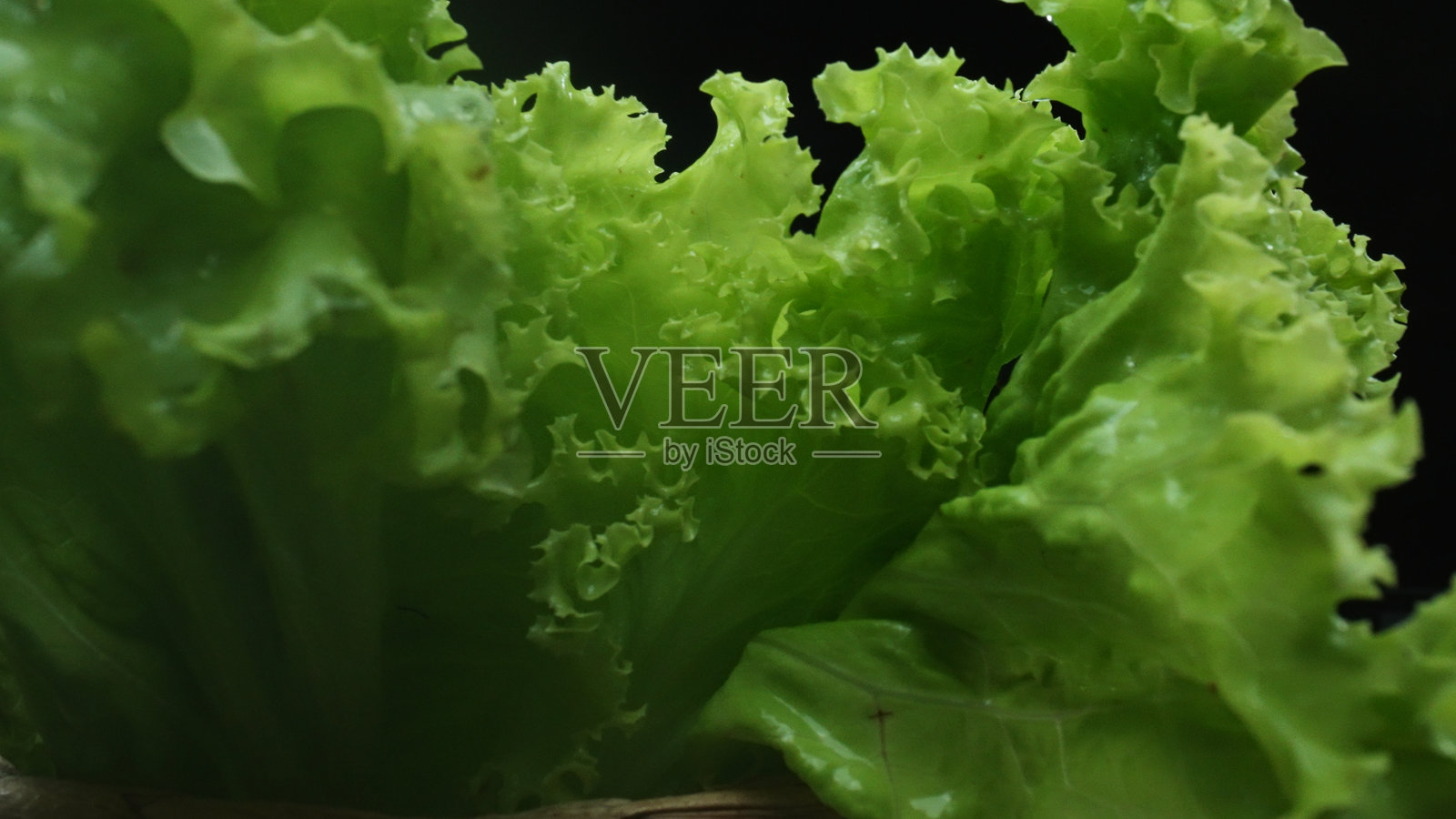 宏观上,生菜叶在黑色背景下显得格外显眼。可吃的。照片摄影图片