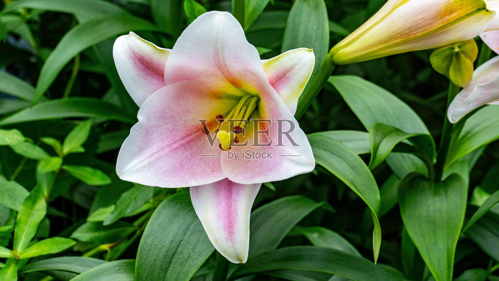 粉红色的百合花盛开了照片摄影图片