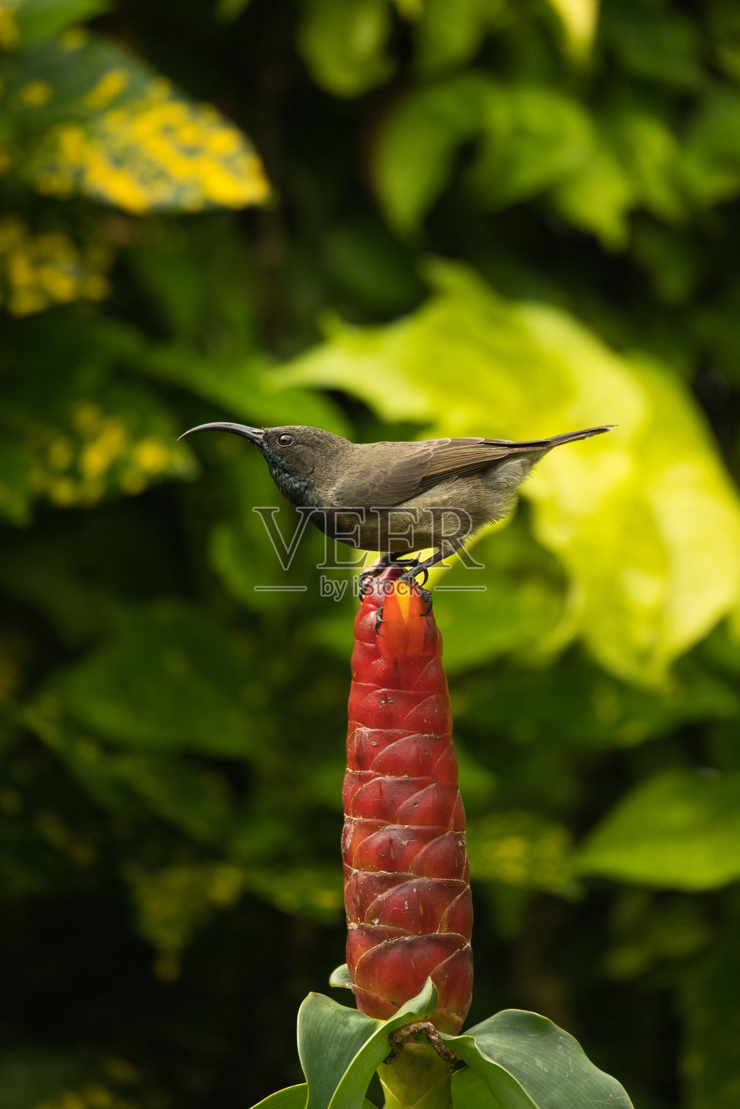 单塞舌尔太阳鸟,在胰岛素花上的大肠杆菌照片摄影图片