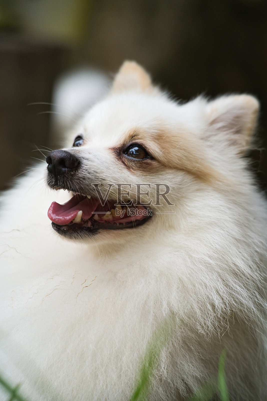 雌性波美拉尼亚犬脸部特写照片摄影图片
