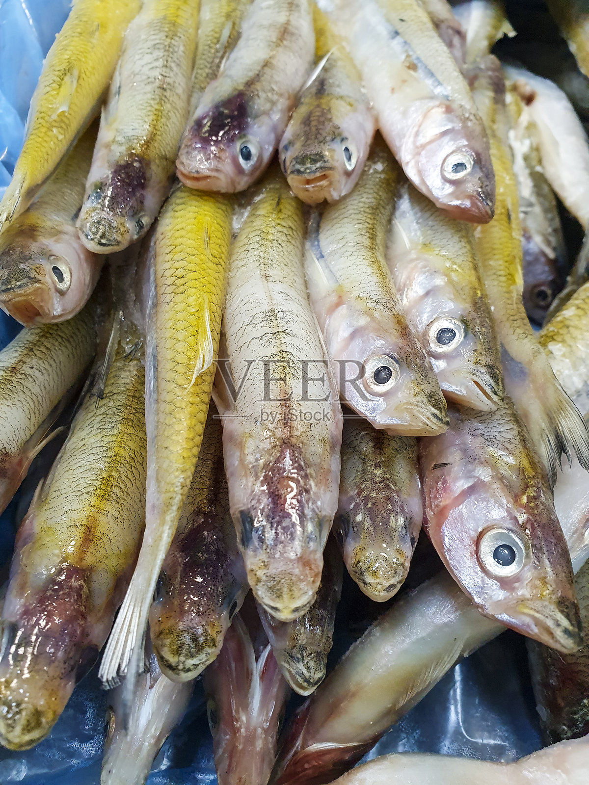 冻毛鳞鱼照片摄影图片