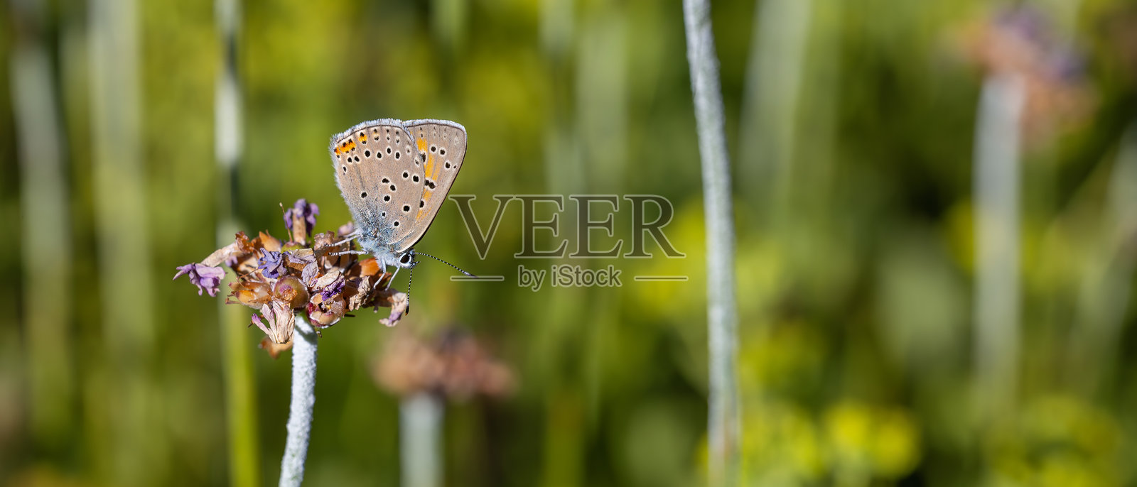 Lycaena candens照片摄影图片