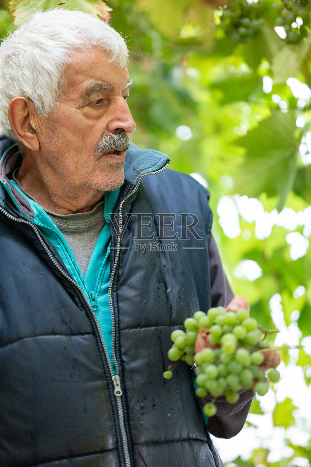 男子收获葡萄照片摄影图片