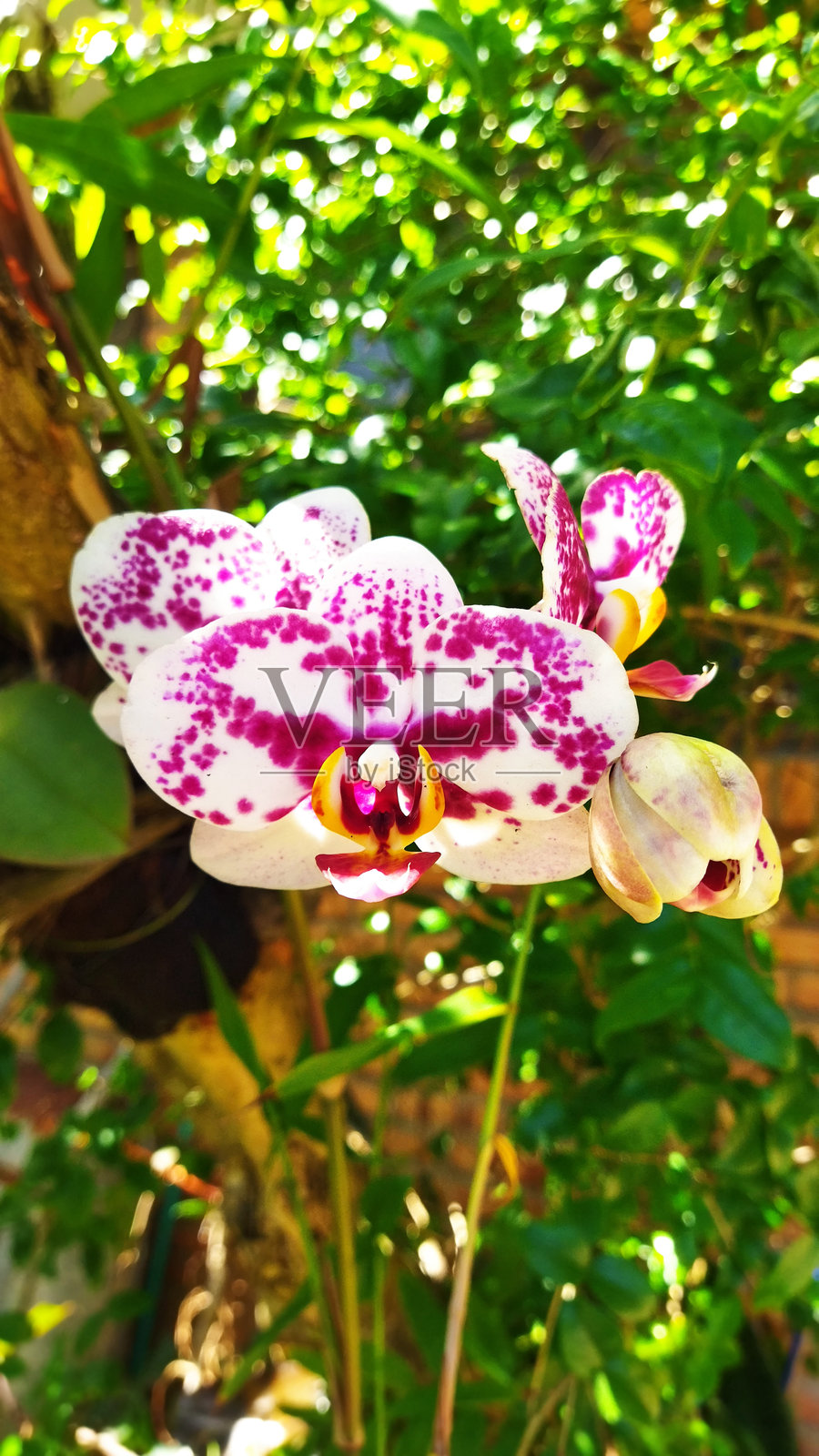 兰花照片摄影图片