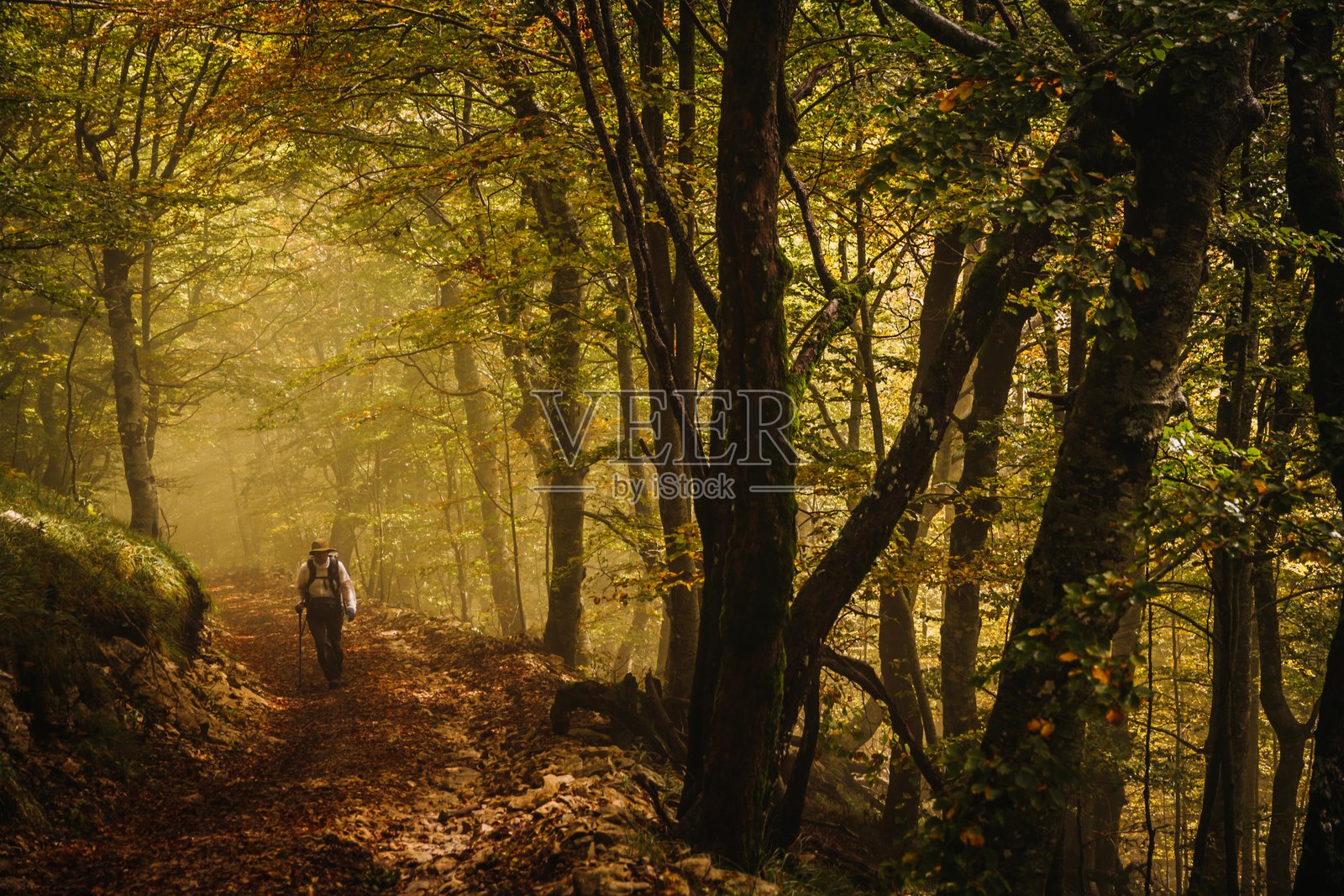 男子在森林中徒步旅行,周围是树木照片摄影图片