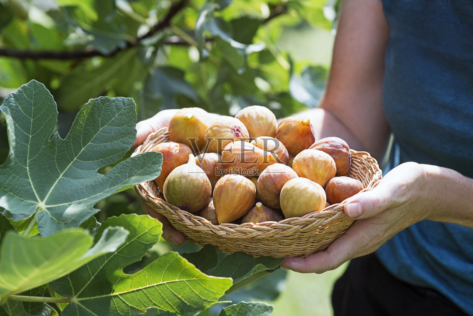 从家庭果园采摘无花果照片摄影图片