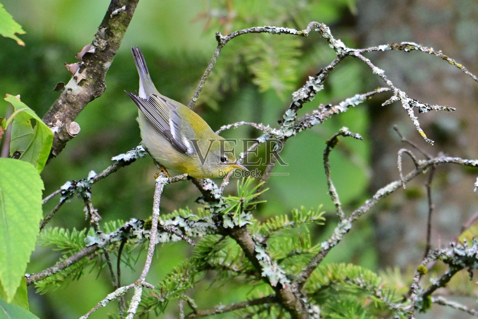北方黄鹂鸟照片摄影图片