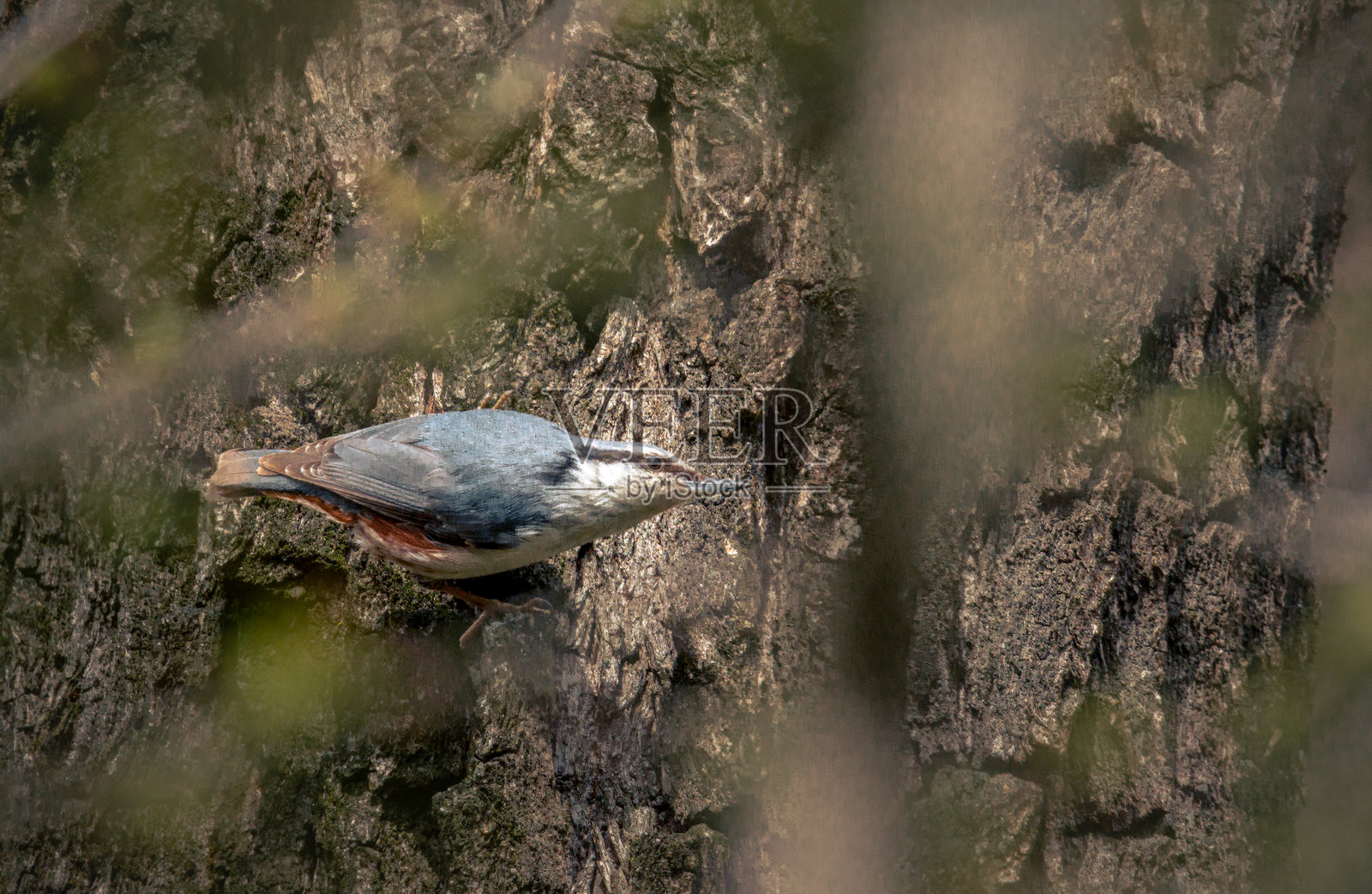 野生鸟类照片摄影图片