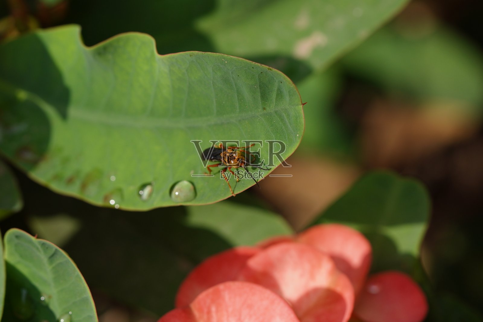 褐露和臭虫照片摄影图片