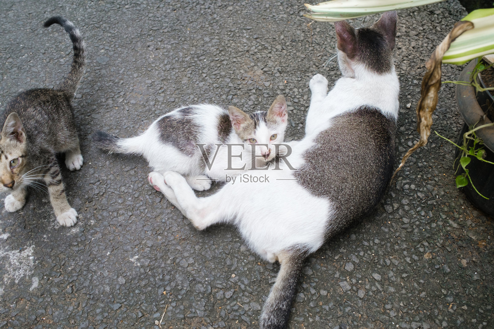 猫妈妈正在给小猫喂奶照片摄影图片