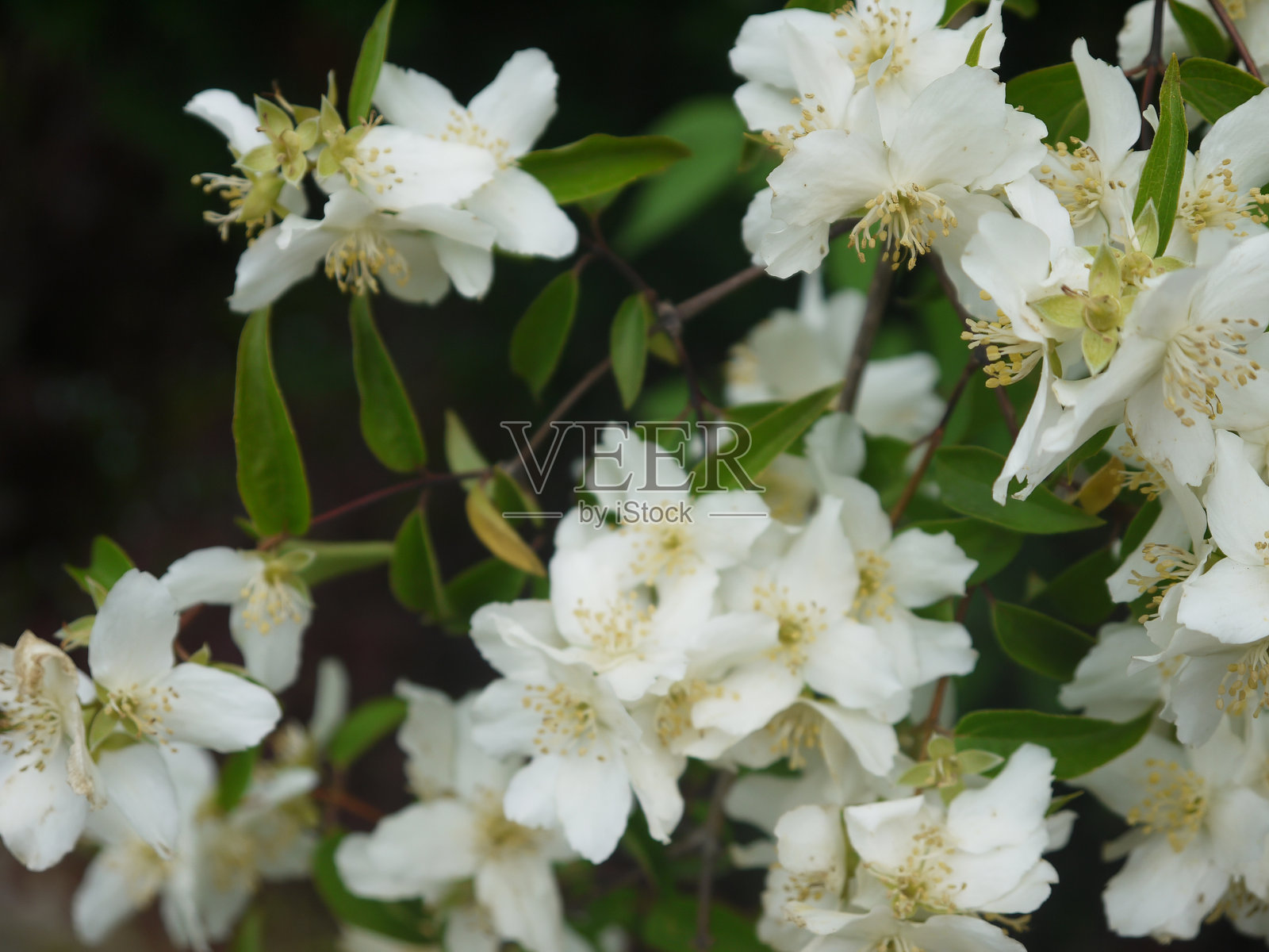 费城白花照片摄影图片