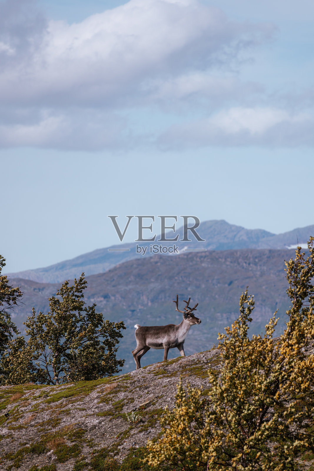 山里的驯鹿照片摄影图片