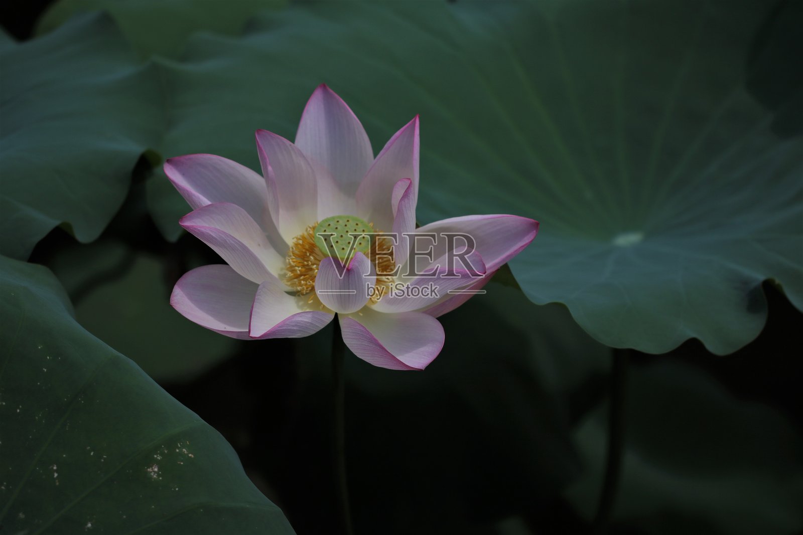 粉红荷花照片摄影图片