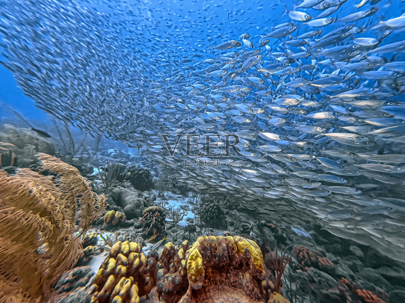 在加勒比海博奈尔岛沿海的鱼群照片摄影图片