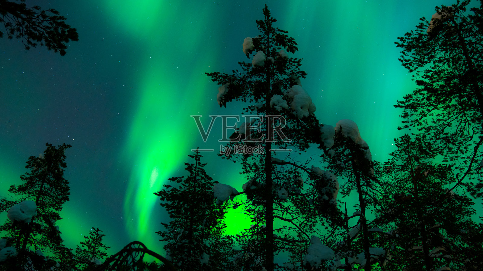 极光下的天空中树木的剪影照片摄影图片