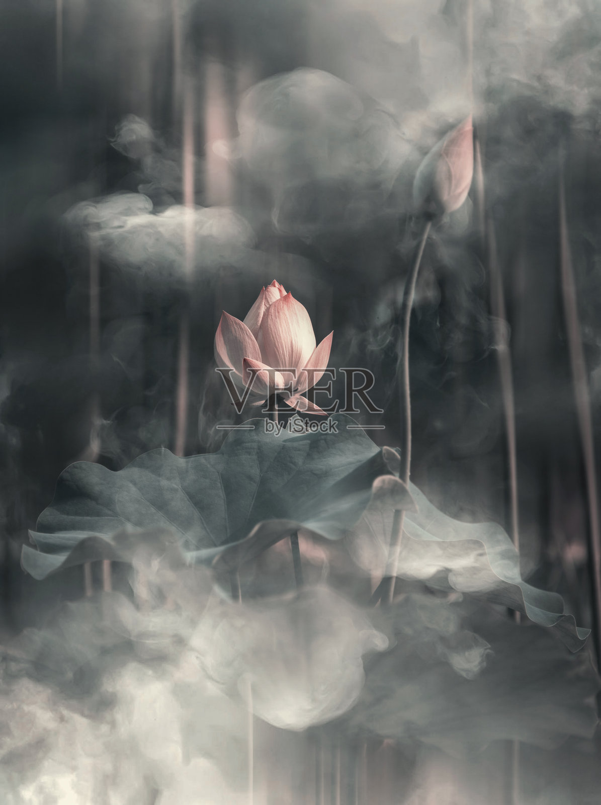 户外花朵绽放的特写镜头照片摄影图片