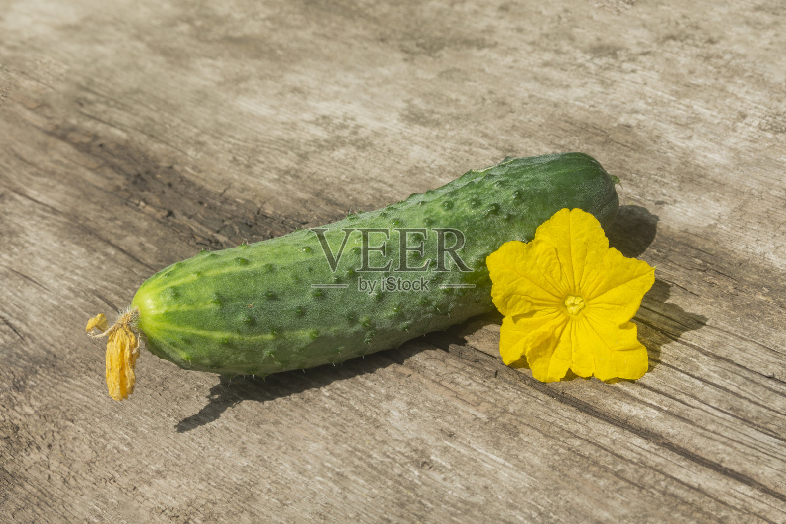 新鲜的黄花小黄瓜与木质背景照片摄影图片