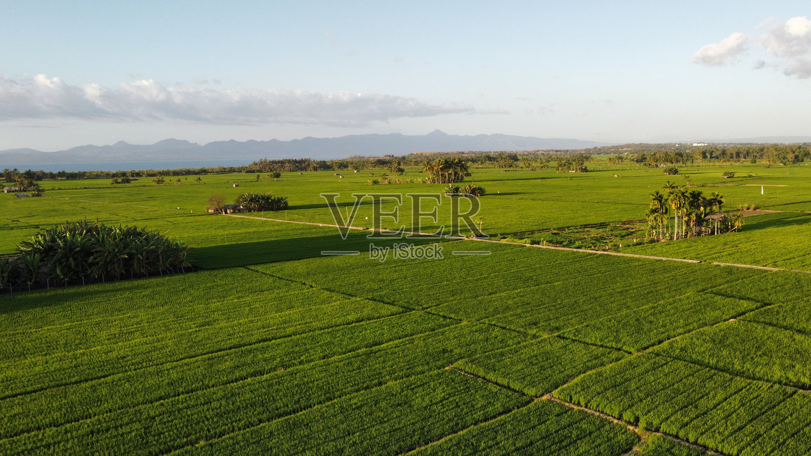 全景自然稻田照片摄影图片