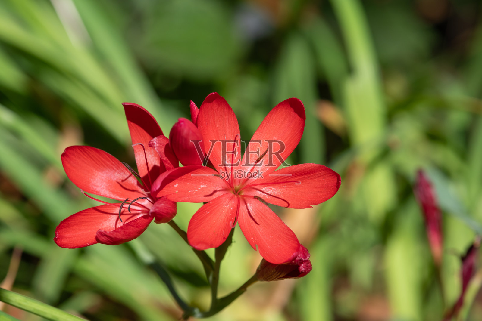 河百合(Hesperantha coccinea)花照片摄影图片