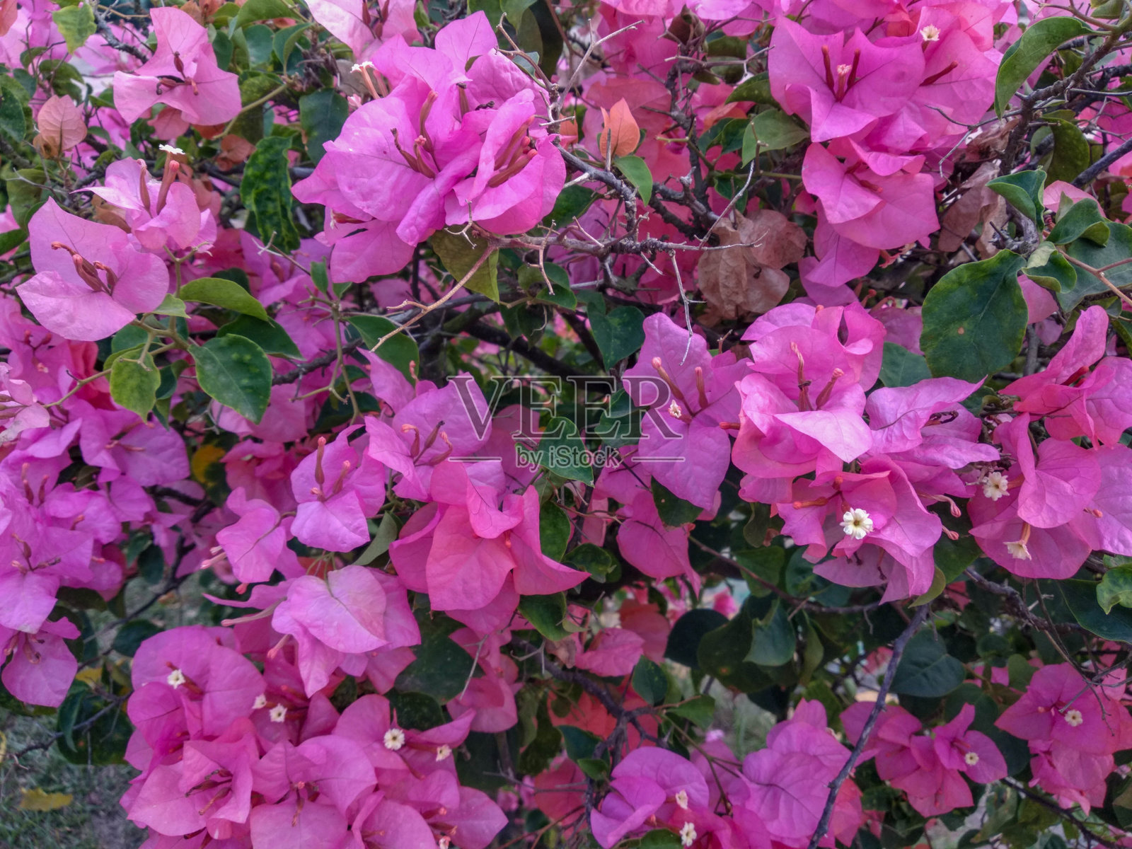 粉色的九重葛花照片摄影图片
