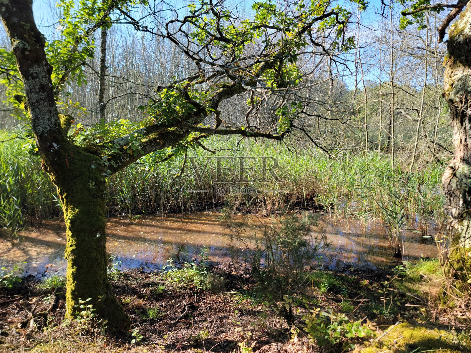 沼泽地照片摄影图片