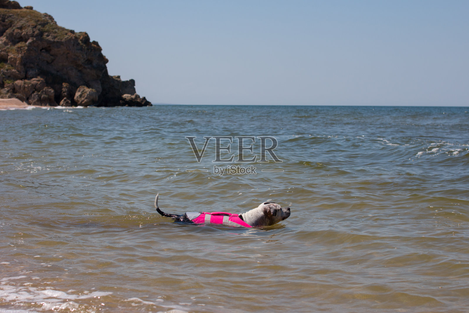 一只快乐的狗穿着救生衣在海里游泳。与宠物一起的海边度假,美国斯塔福德郡梗。照片摄影图片