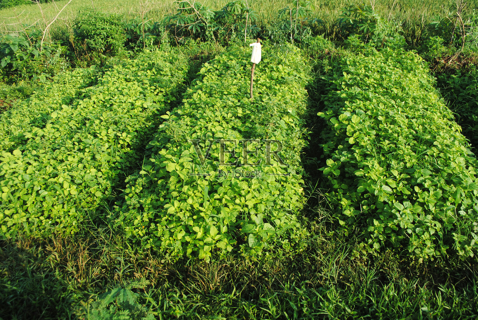 花园里的菠菜植物。照片摄影图片