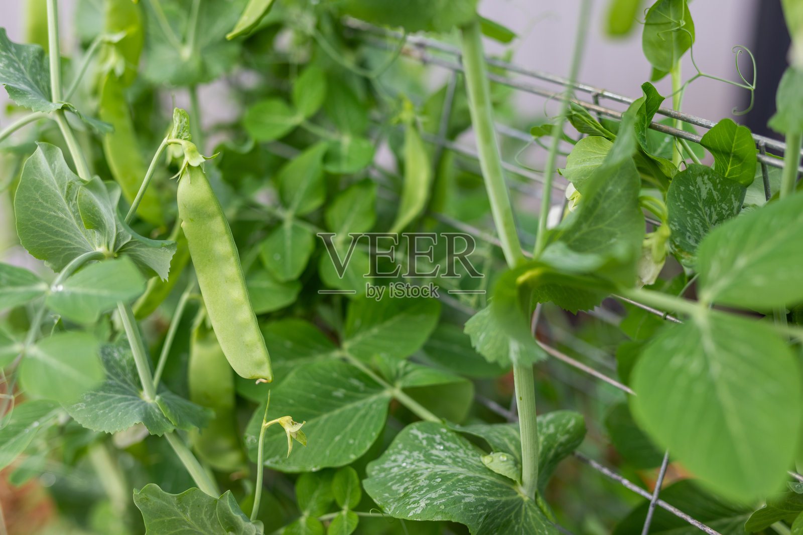 雪豆植物照片摄影图片
