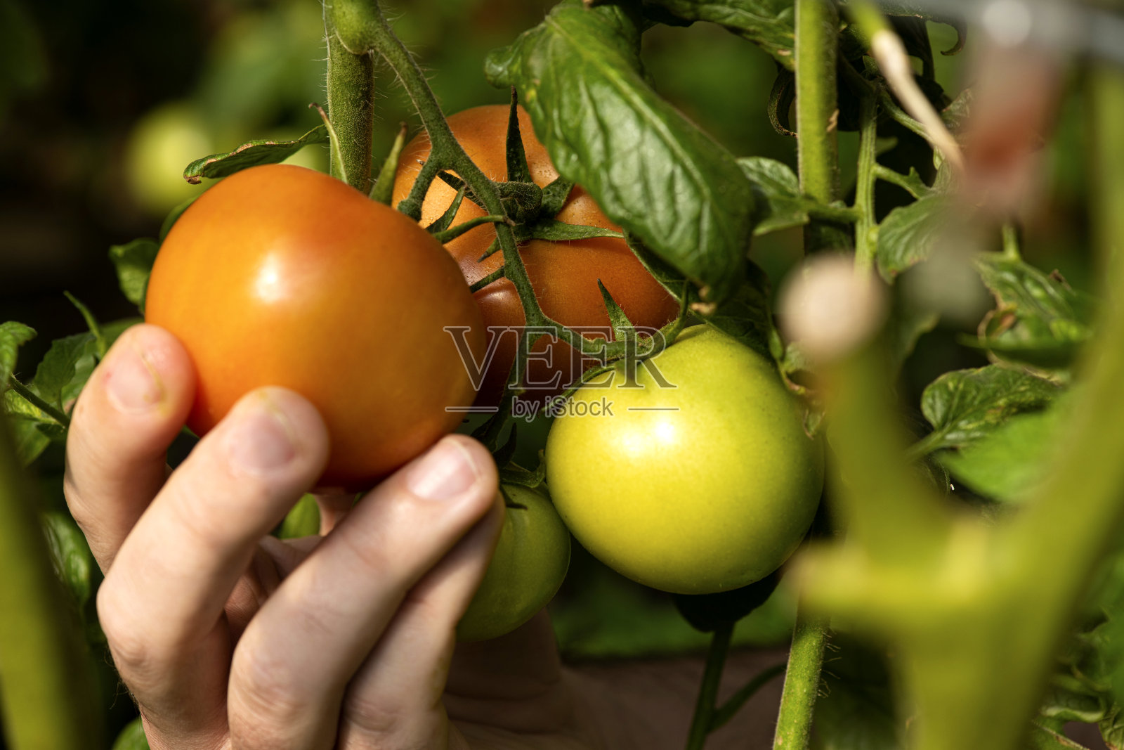 健康饮食。照片摄影图片