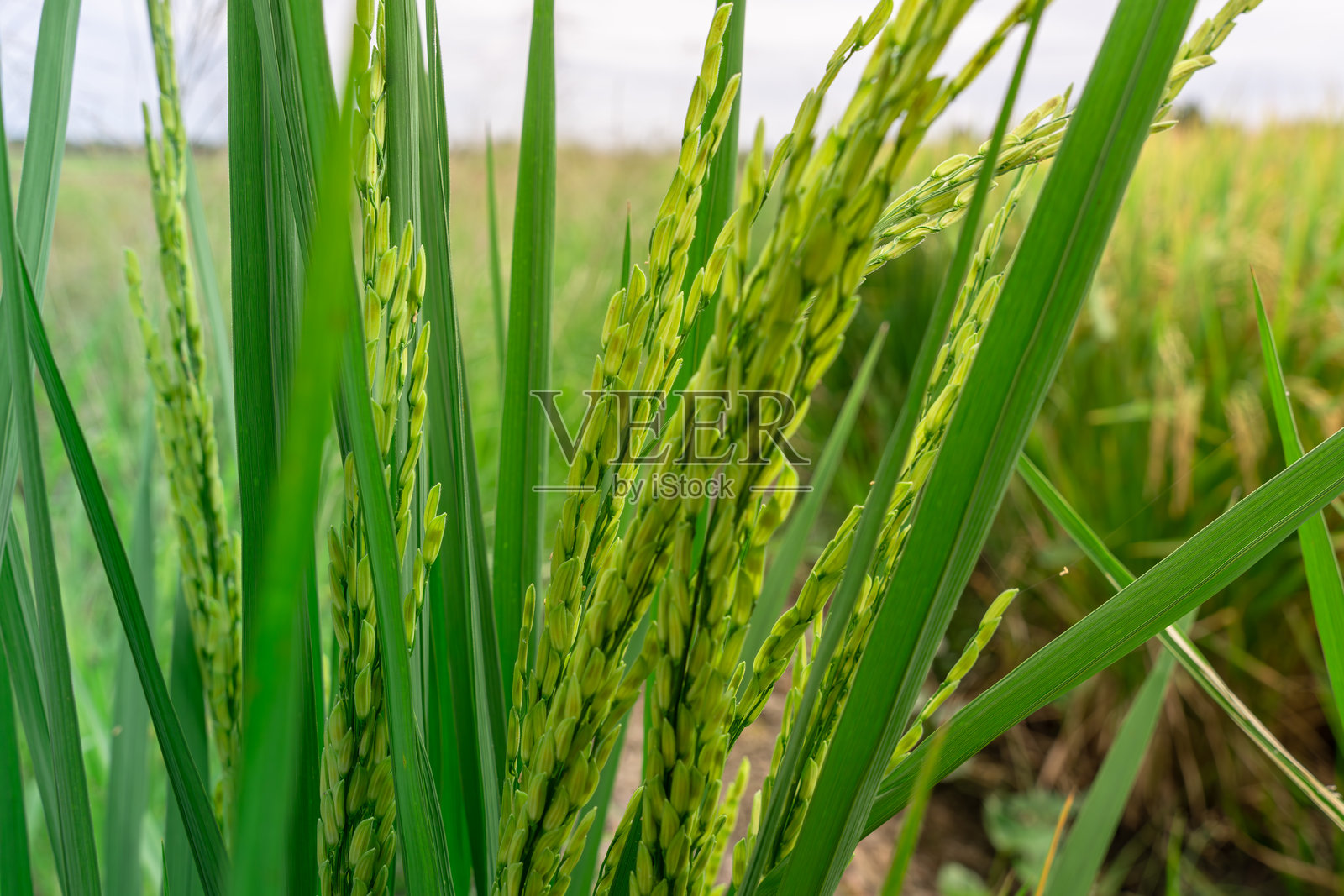 新兴绿色稻谷照片摄影图片