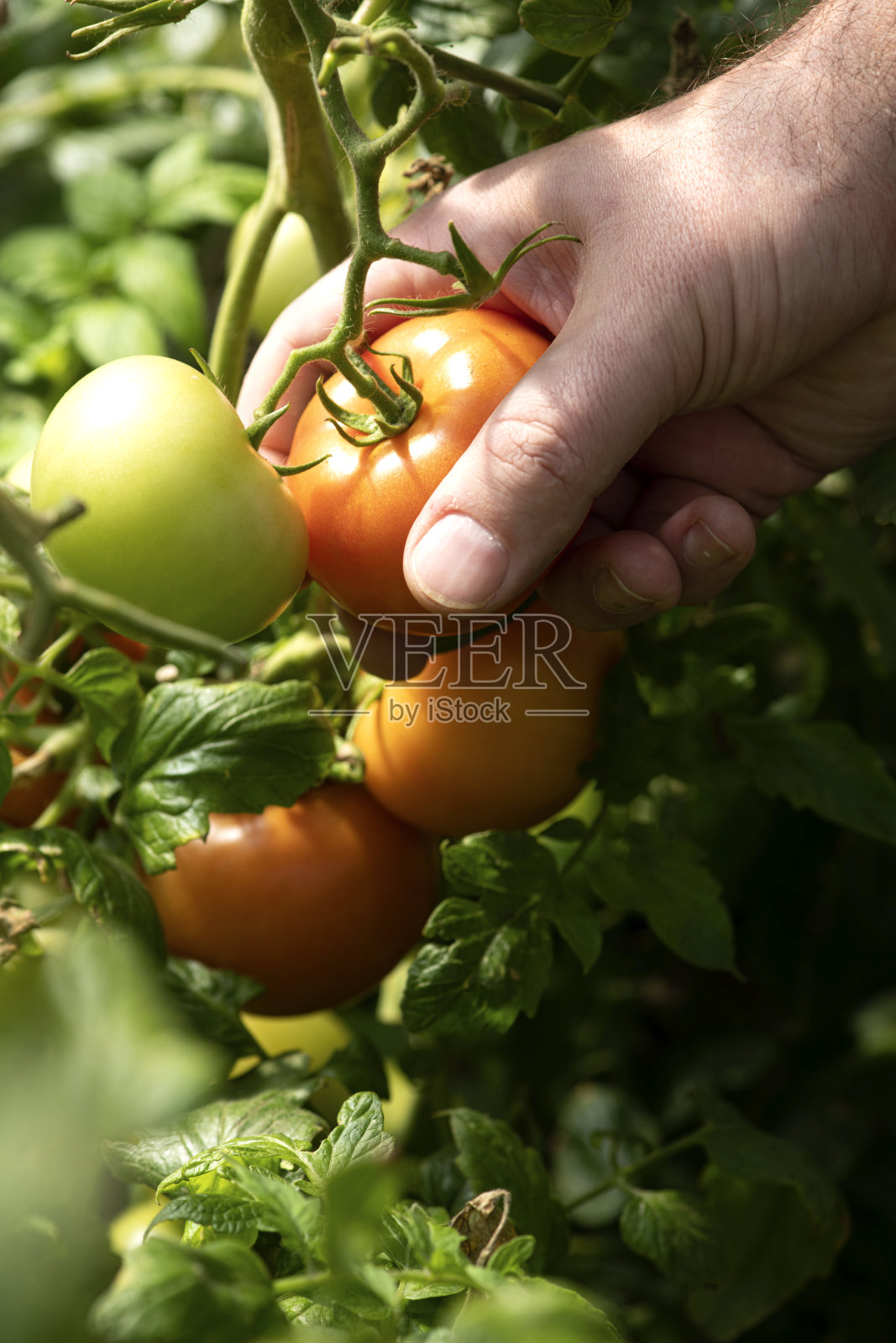 健康饮食。照片摄影图片