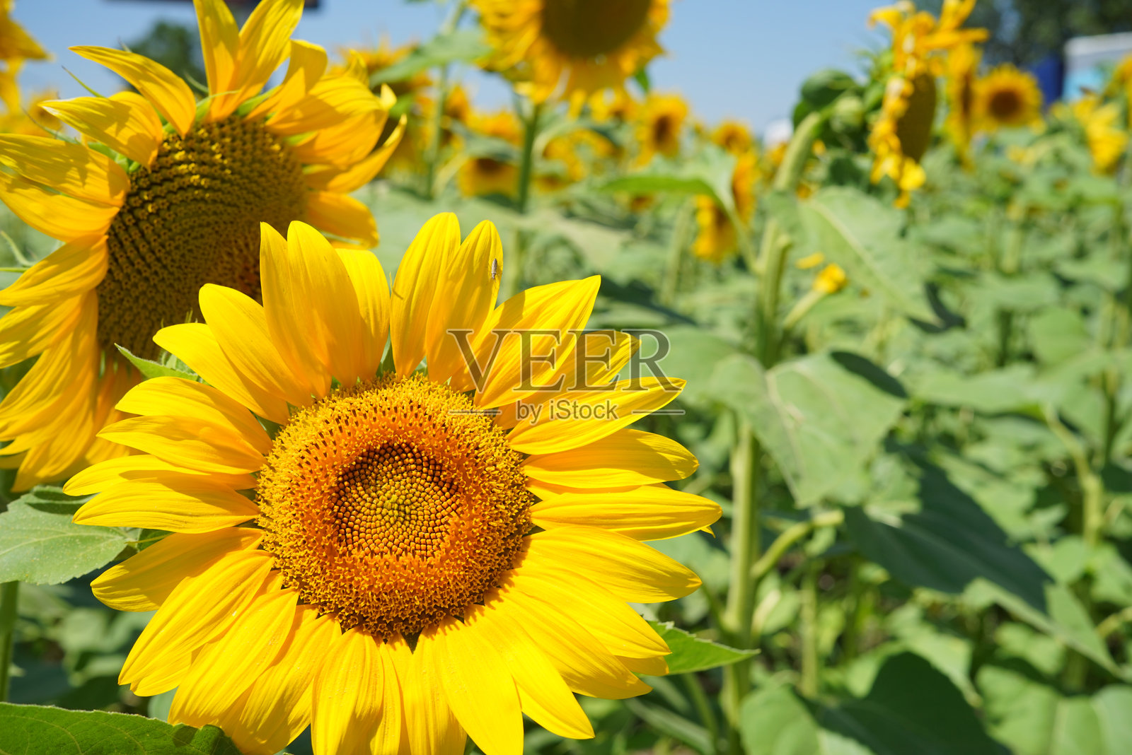 田野中的向日葵照片摄影图片