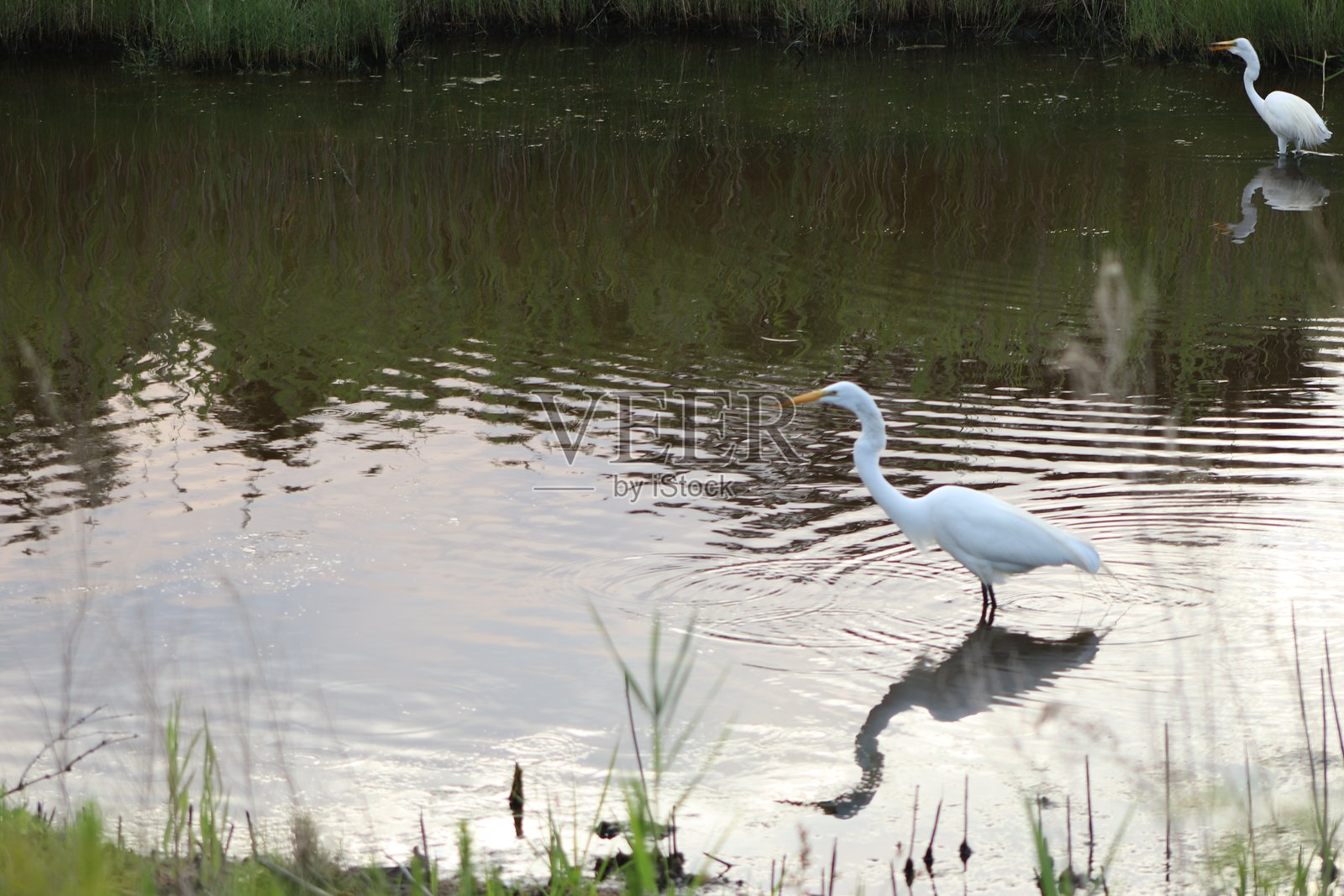 苍鹭倒影 2照片摄影图片