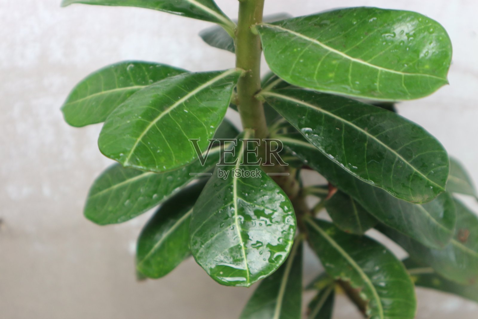 植物叶子照片摄影图片