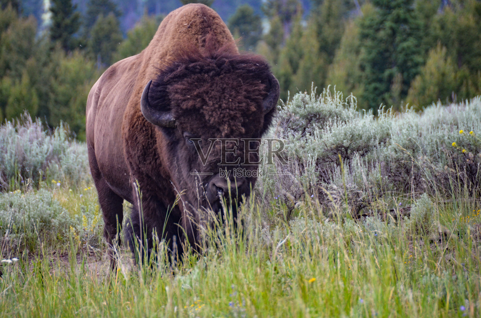 黄石国家公园的水牛特写照片摄影图片