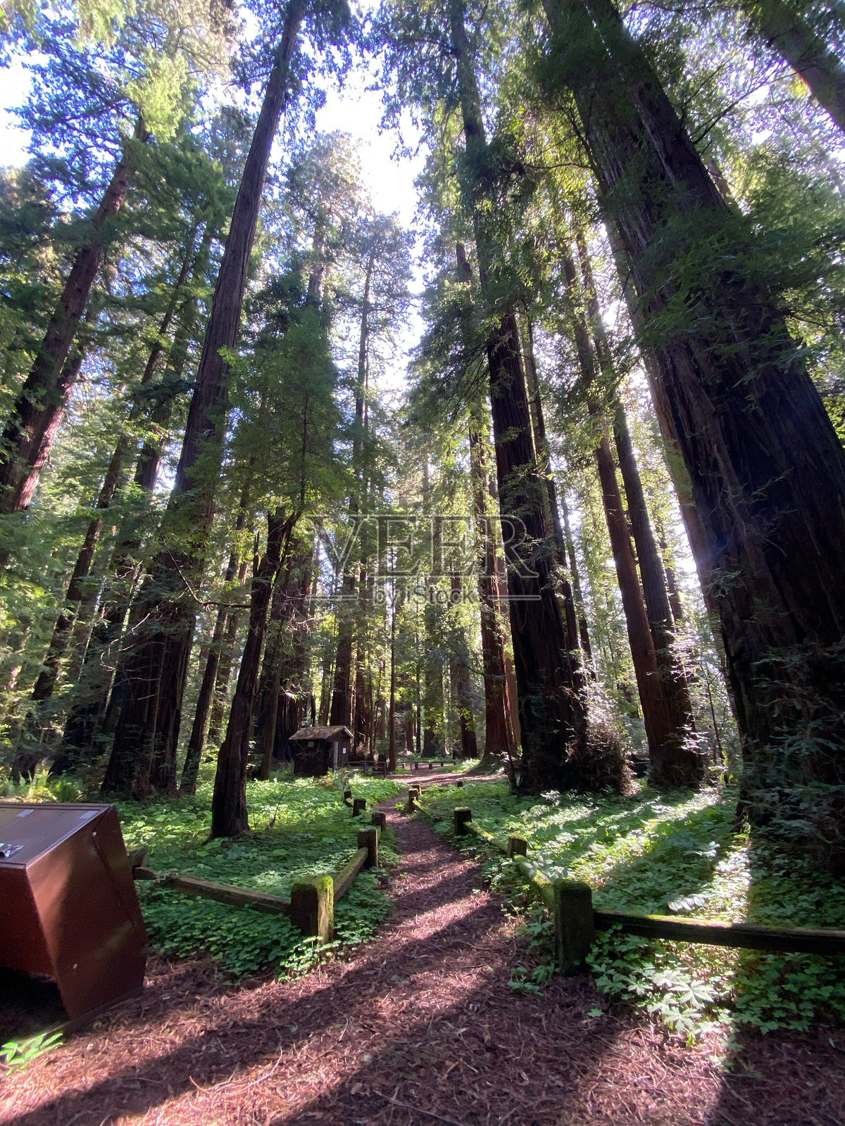 红木森林小径照片摄影图片