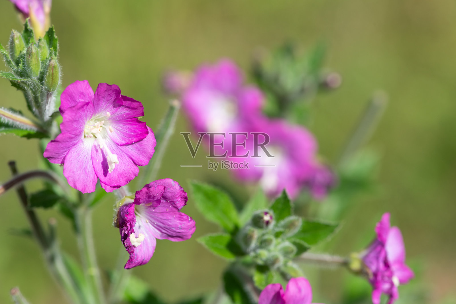 毛花柳兰(Epilobium hirsutum)花朵照片摄影图片