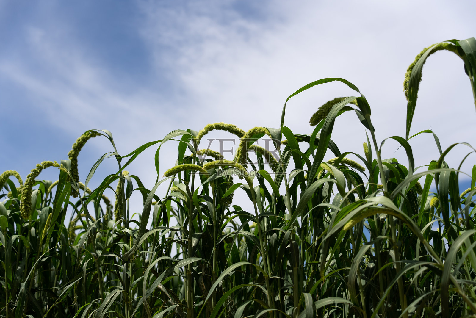 北方农作物粟稷照片摄影图片