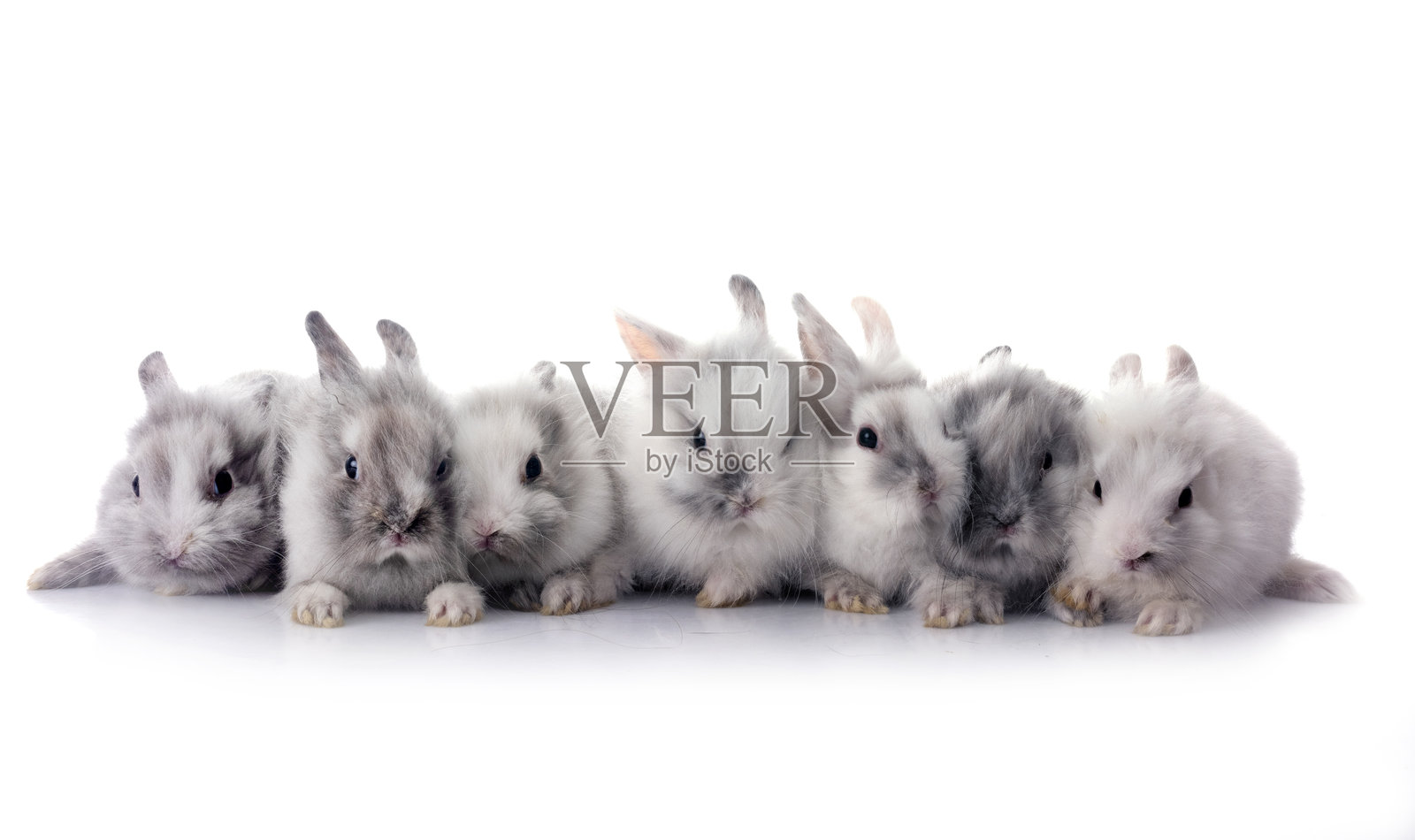 年轻的狮头兔照片摄影图片