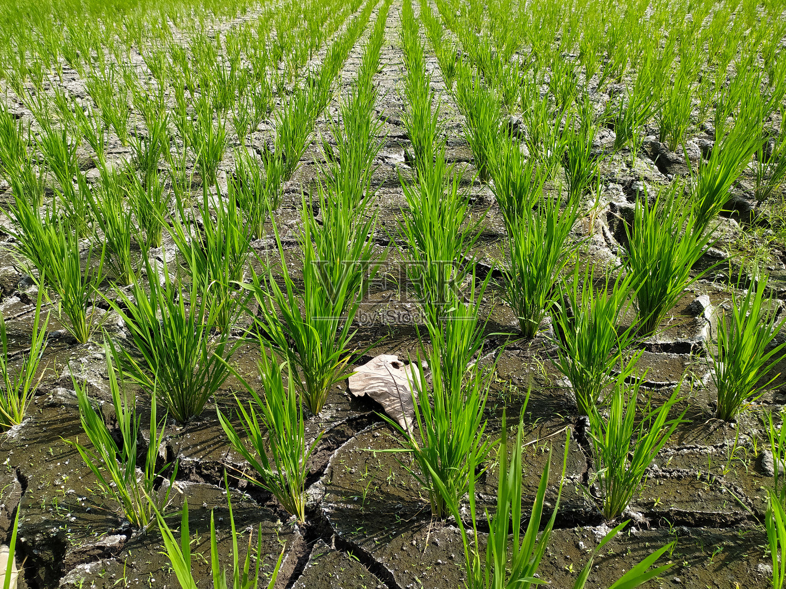 干旱稻田照片摄影图片