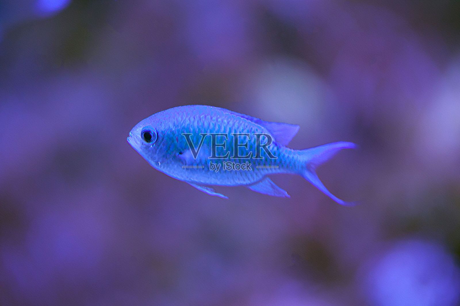 绿鳍鱼,Chromis viridis照片摄影图片