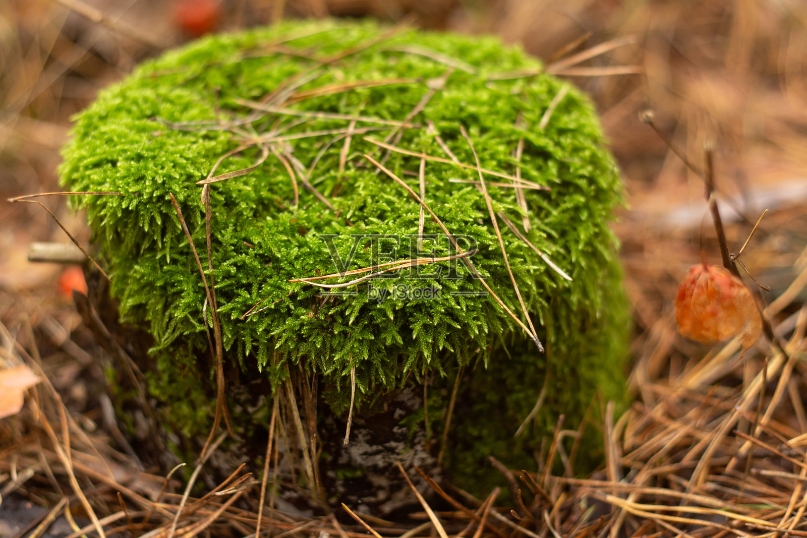 秋季森林的迷人之美照片摄影图片