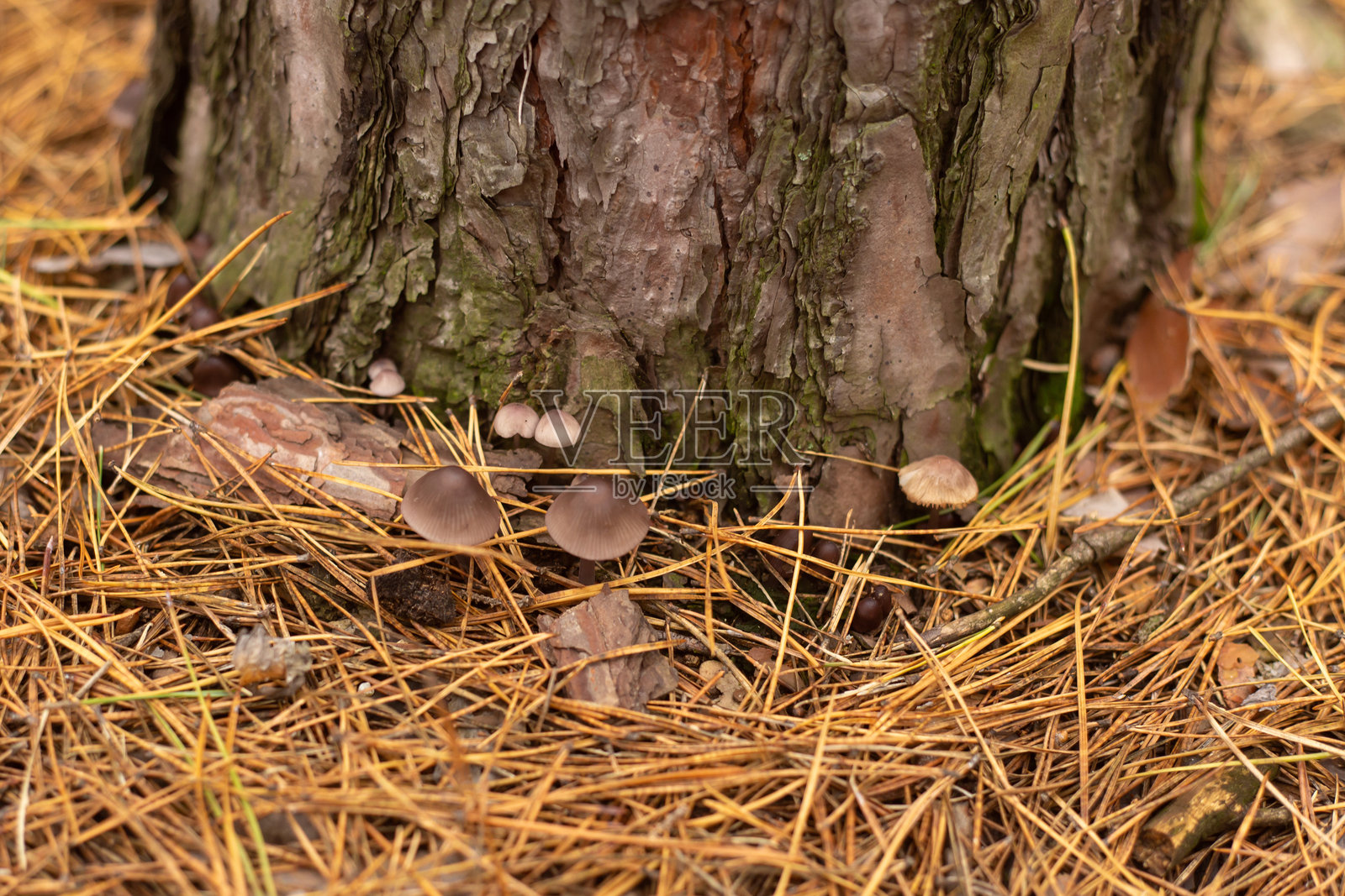 秋季森林的迷人之美照片摄影图片