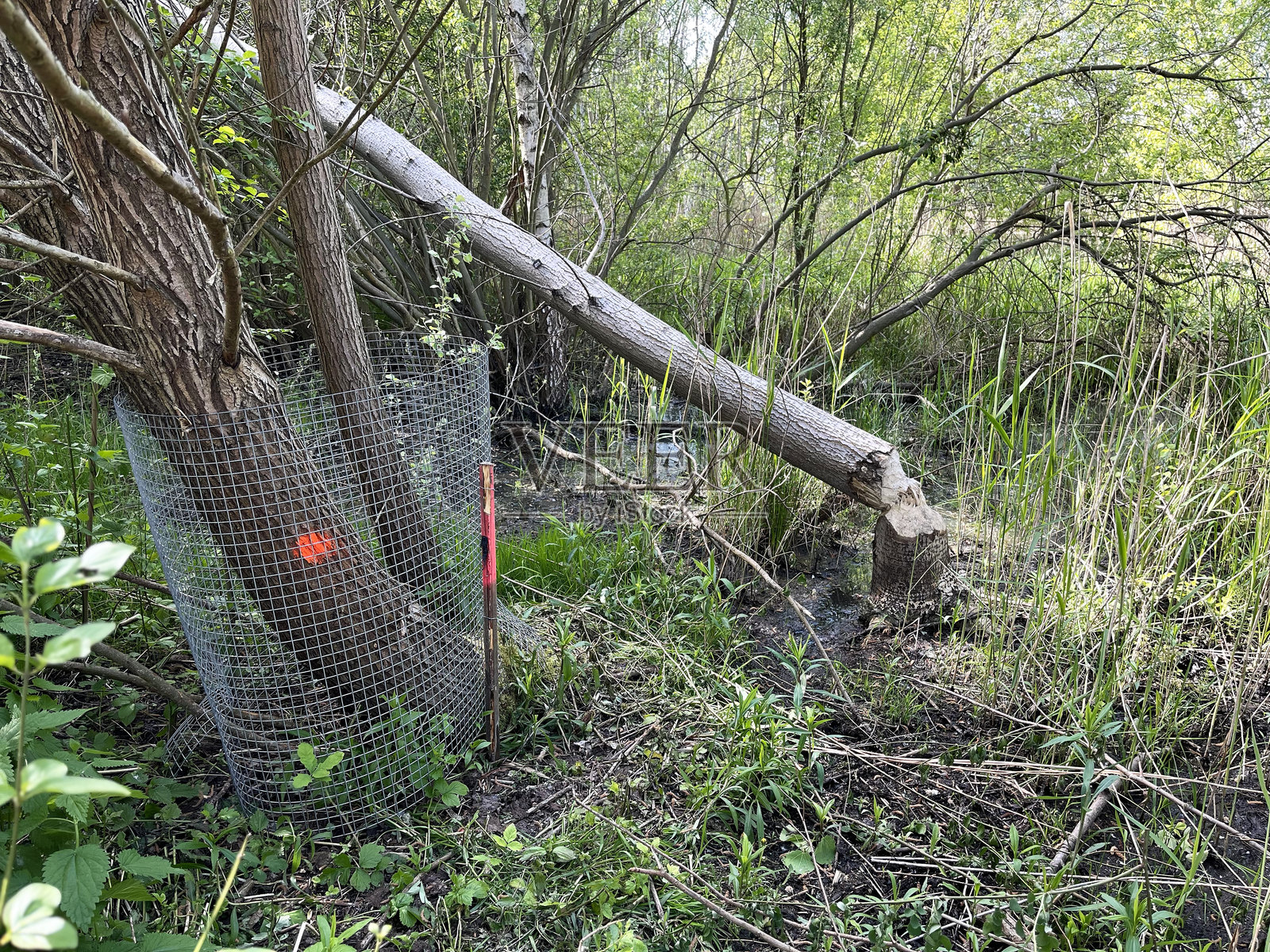 一棵被金属网保护的树,旁边是一棵被海狸啃咬并倒下的树照片摄影图片