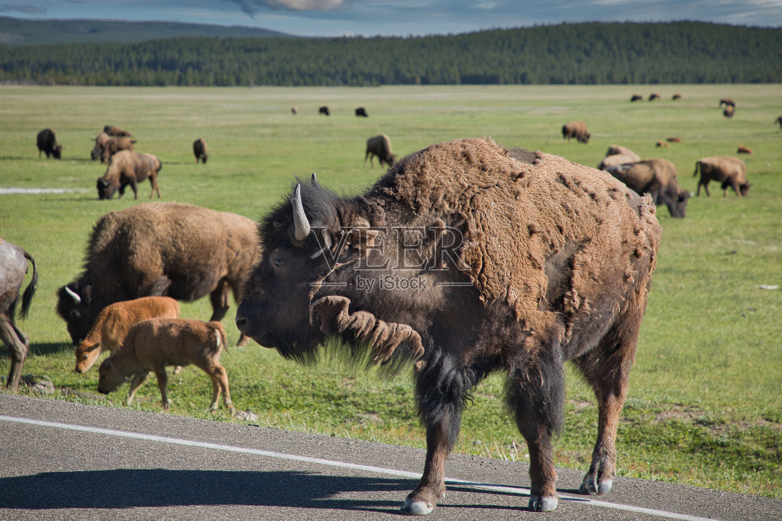 黄石国家公园的野牛。美国照片摄影图片