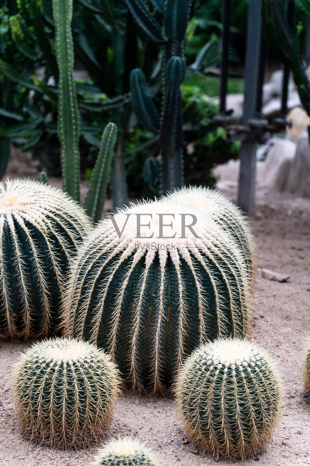 花园里的仙人掌照片摄影图片