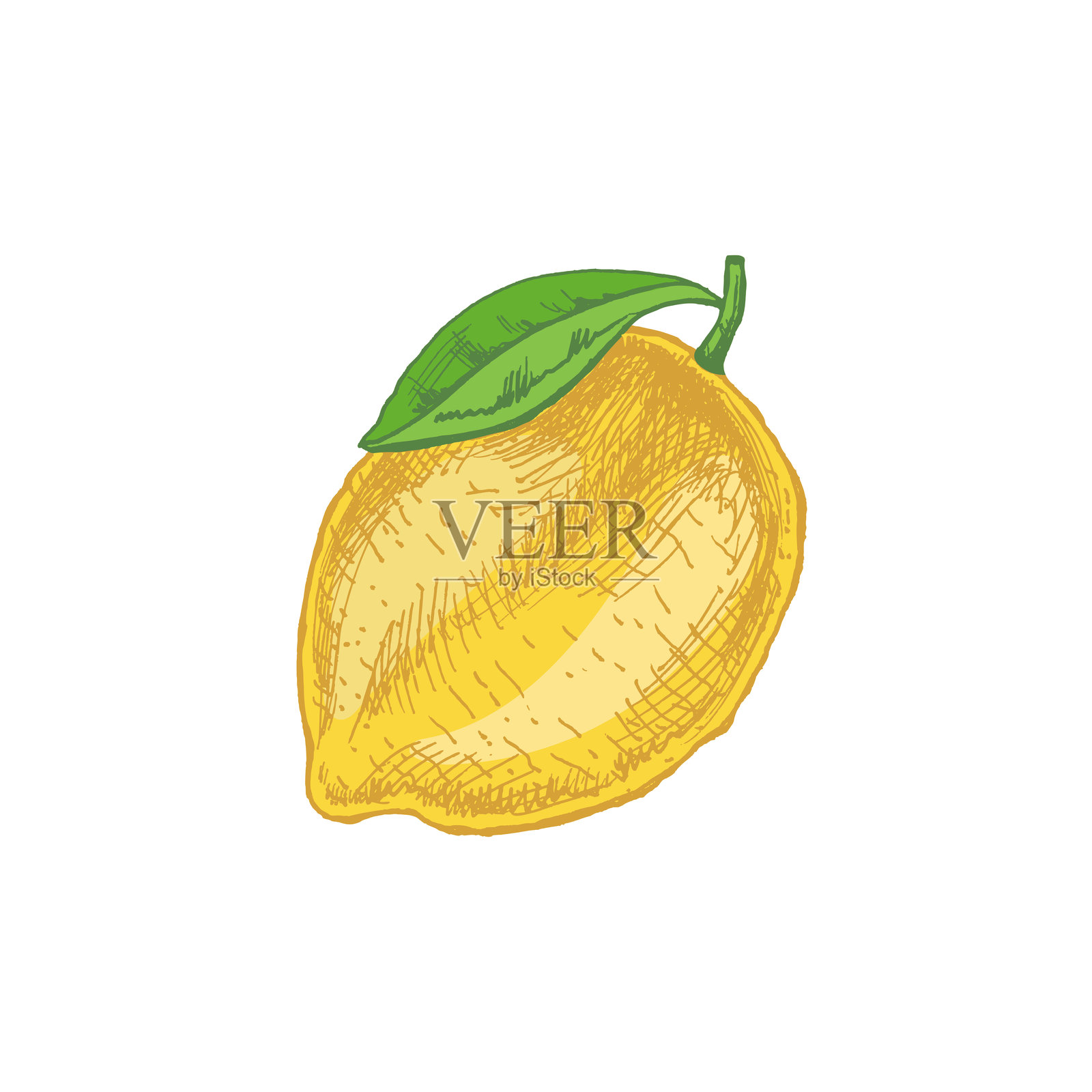 手绘柠檬和青柠草图。复古的青柠或柠檬水果。黑色墨水轮廓的食物草图插图,展示了带叶子的多汁青柠,适合新鲜饮品。插画图片素材