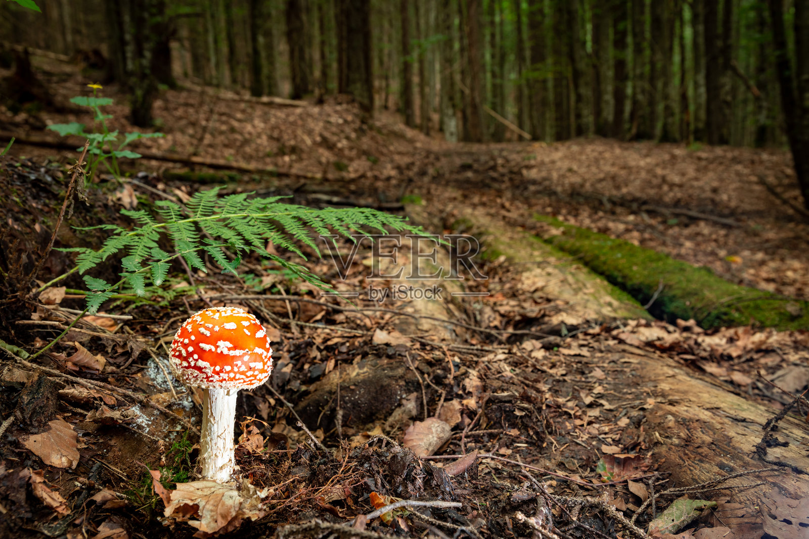 有毒的红色苍蝇伞(Amanita muscaria),一种在森林中生长的迷幻蘑菇。照片摄影图片
