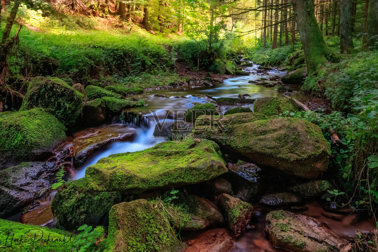 森林中岩石间流淌的小溪照片摄影图片