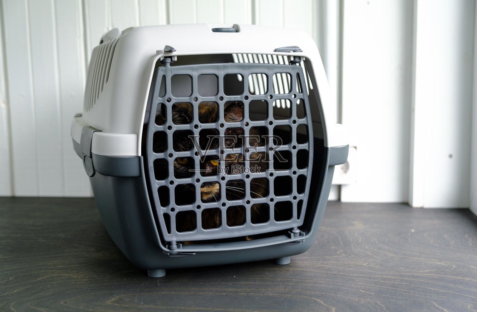 猫坐在一个灰色的塑料运输箱里。孤立动物的危险视角。动物准备安全运输。流浪野猫。去兽医诊所的旅程。照片摄影图片